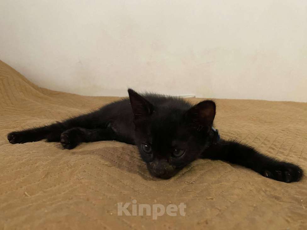 Кошки в Санкт-Петербурге: Черные котята-малыши ищут дом Мальчик, 1 руб. - фото 4