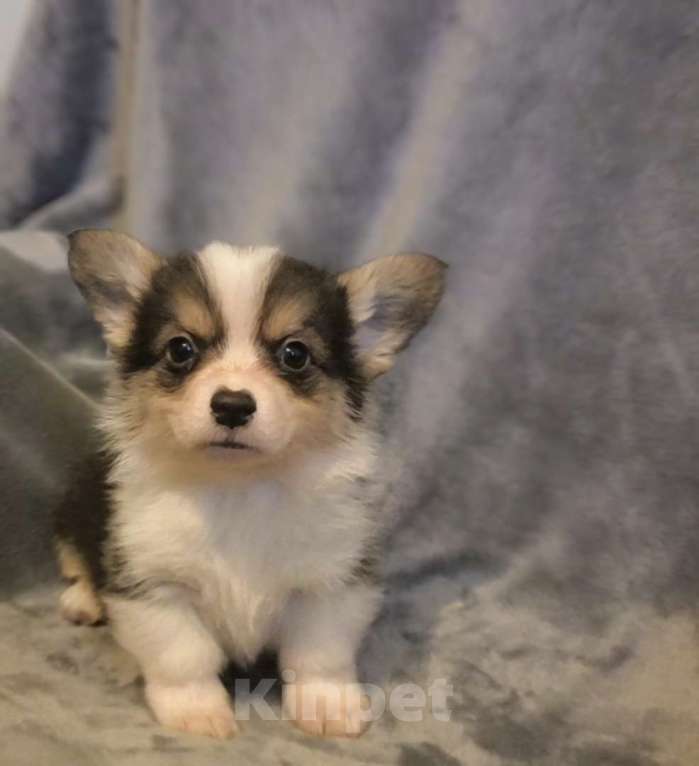 Собаки в Армавире: Щенки вельш корги пемброк Мальчик, 40 000 руб. - фото 1