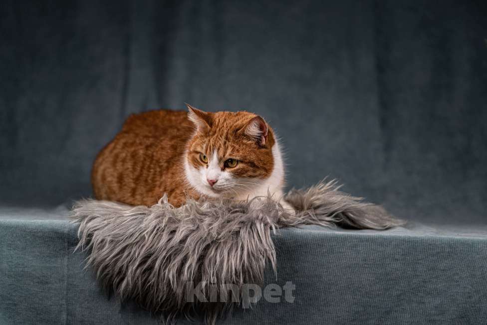 Кошки в Клине: Бегемот — хитрюшный кот Мальчик, Бесплатно - фото 7