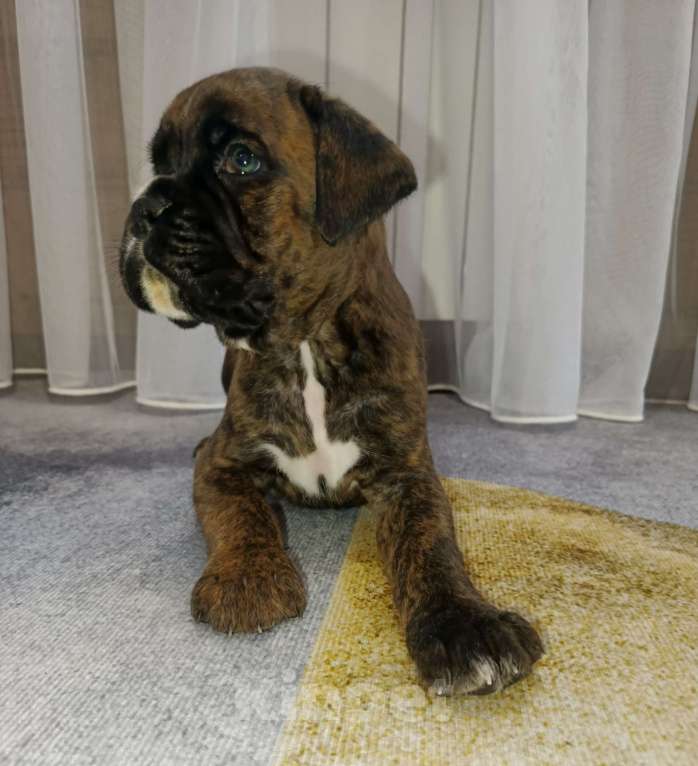 Собаки в Ижевске: Продажа щенков Девочка, Бесплатно - фото 3