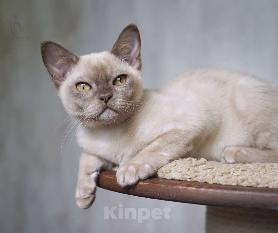 Кошки в Москве: Европейская бурма шоколадный мальчик Мальчик, Бесплатно - фото 4