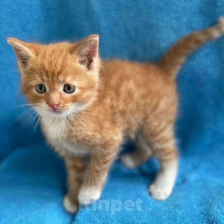 Кошки в Москве: Котенка выкинули в парке Мальчик, Бесплатно - фото 2