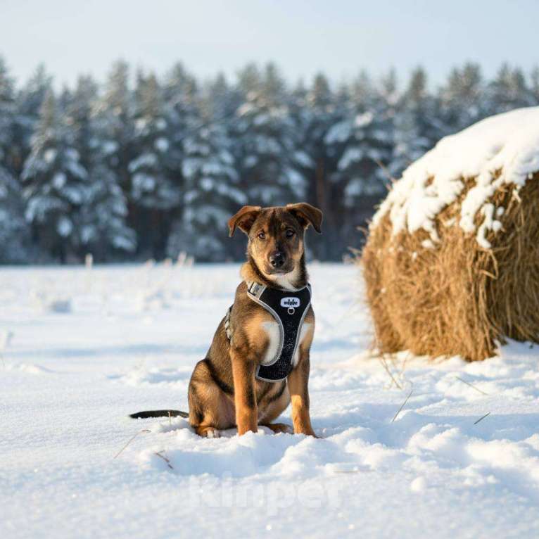 Собаки в других городах Московской области: щенок Боб ищет семью Мальчик, Бесплатно - фото 3