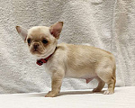 Собаки в Москве: Чихуахуа. Мальчик №1 Мальчик, 50 000 руб. - фото 5
