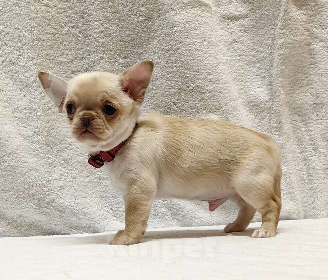 Собаки в Москве: Чихуахуа. Мальчик №1 Мальчик, 50 000 руб. - фото 5