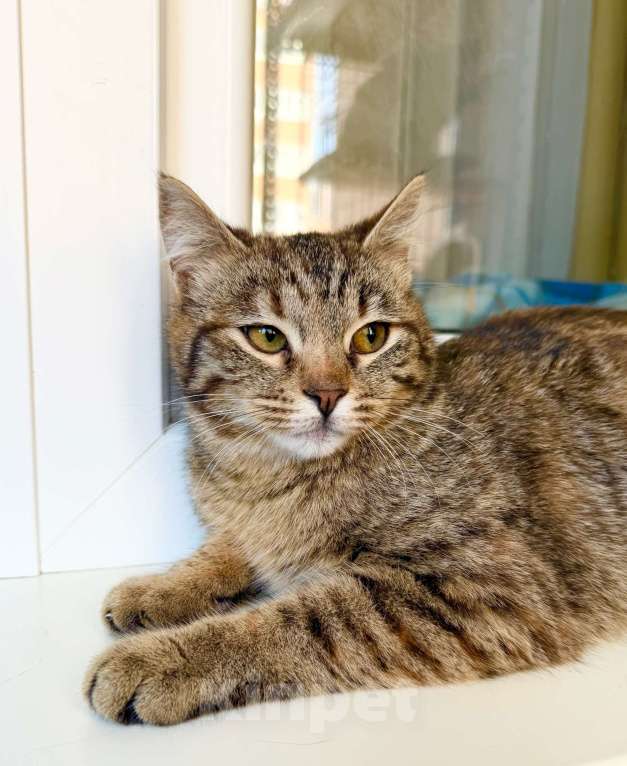 Кошки в Москве: Котенок Плюша -полосатая девочка в добрые руки Девочка, Бесплатно - фото 6