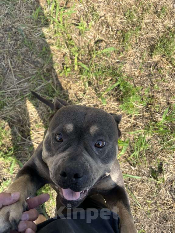 Собаки в Краснодаре: Ищем новый дом для нашей собаки  Девочка, 150 000 руб. - фото 2