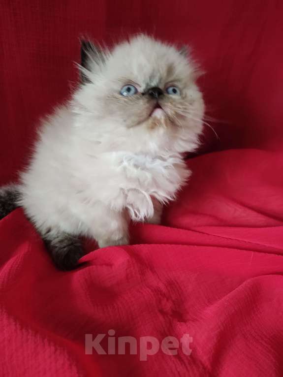 Кошки в Нижнем Новгороде: Гималайский котенок Девочка, 18 000 руб. - фото 2