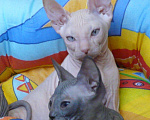 Кошки в Усинске: котята породы Донской сфинкс, 10 000 руб. - фото 2