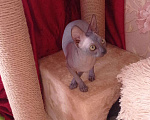 Кошки в Армавире: Канадский Сфинкс котенок, 10 000 руб. - фото 8