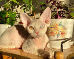 Кошки в Керчи: Продаю котят Мальчик, 30 000 руб. - фото 6