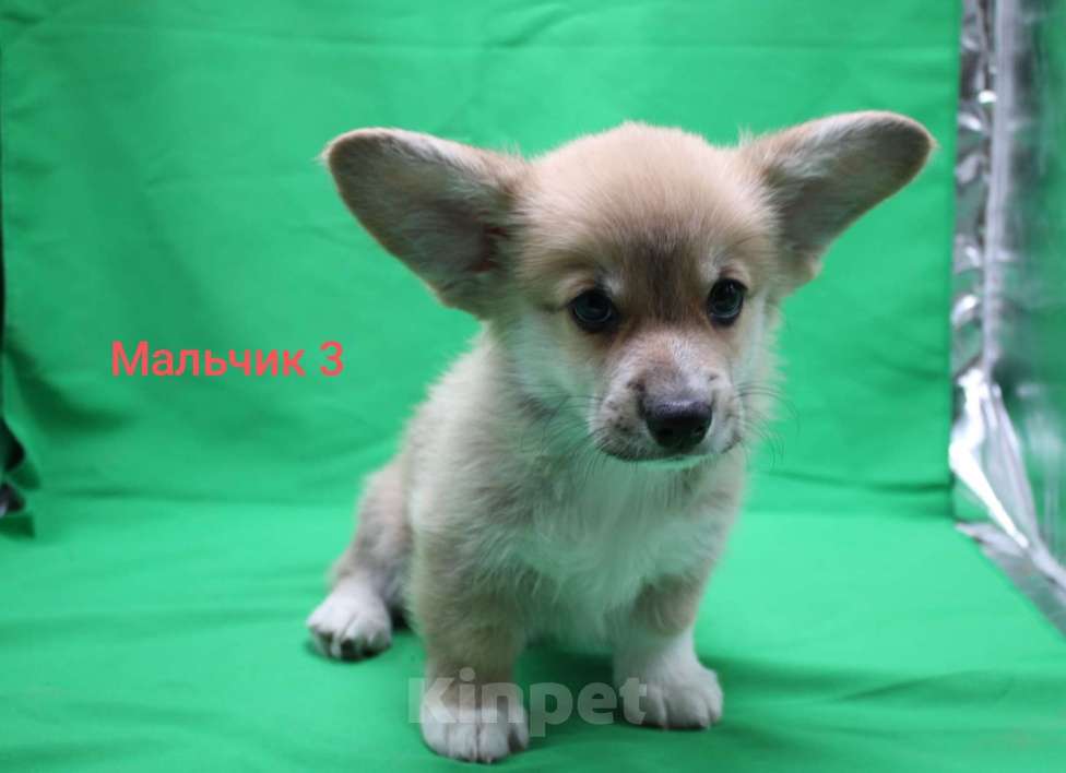 Собаки в Москве: Щенки вельш корги пемброк Мальчик, 32 000 руб. - фото 2