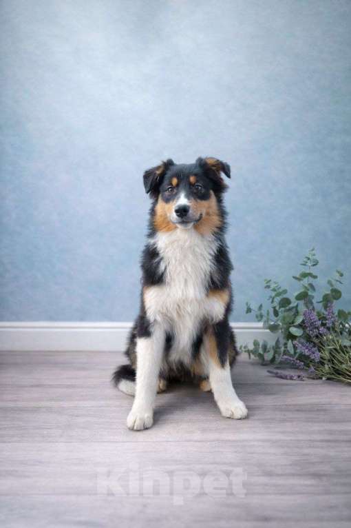 Собаки в Туле: Щенки австралийской овчарки Девочка, 40 000 руб. - фото 10