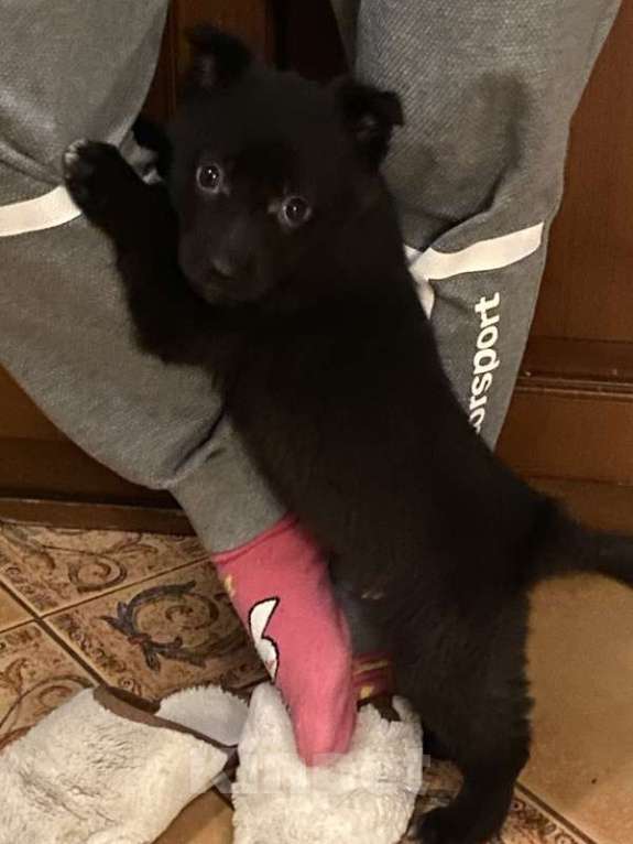 Собаки в Москве: Щенки от маленькой собачки: шоколадный и другие окрасы в дар Мальчик, 1 руб. - фото 6