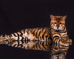 Кошки в Гатчине: Котята породы тойгер Девочка, Бесплатно - фото 8