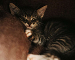 Кошки в Краснодаре: Котятки в добрые ручки Девочка, Бесплатно - фото 4