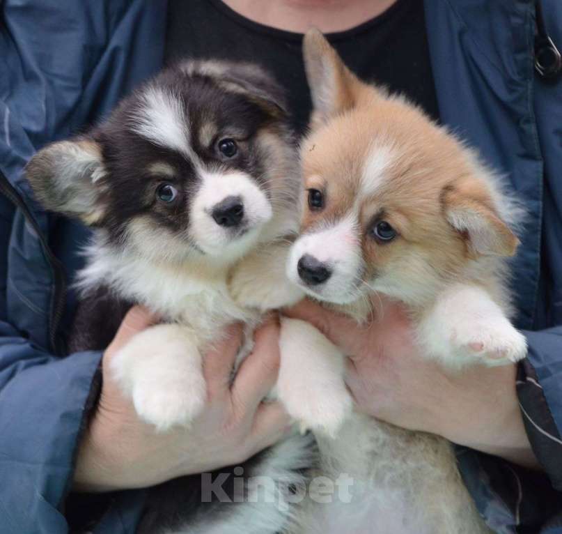 Собаки в Москве: Девочка вельш корги пемброк Девочка, 80 000 руб. - фото 4