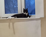 Кошки в Казани: Кошечка Акира ищет новый дом  Девочка, Бесплатно - фото 1