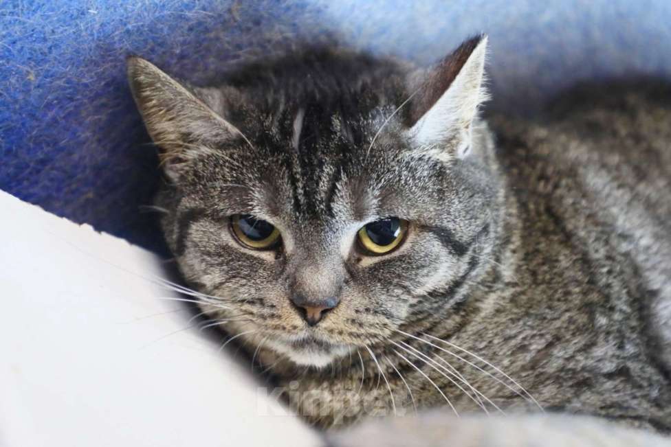 Кошки в Москве: Миледи - британская кошечка серебристого окраса в дар Девочка, Бесплатно - фото 5