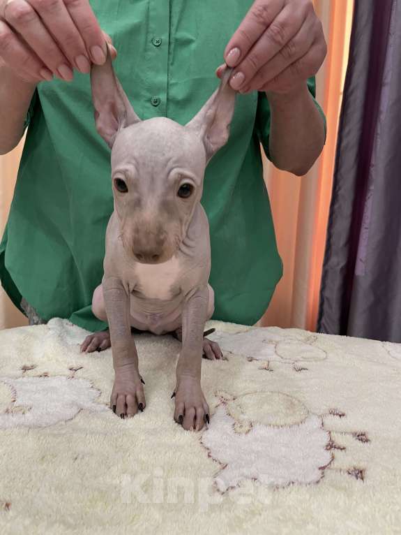 Собаки в Подольске: Предлагается щенок лиловый кобель Мальчик, 40 000 руб. - фото 5