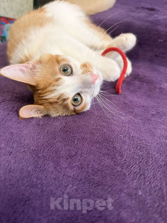 Кошки в Мытищах: Отдам котенка в добрые руки Мальчик, Бесплатно - фото 2