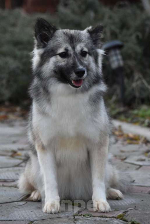Собаки в Москве: Ненецкая оленегонная лайка. Сука Чинар. Девочка, 60 000 руб. - фото 6