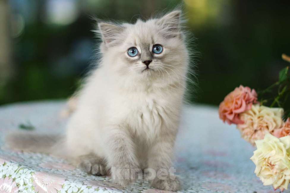 Кошки в Санкт-Петербурге: невские маскарадные котята девочки Девочка, Бесплатно - фото 4