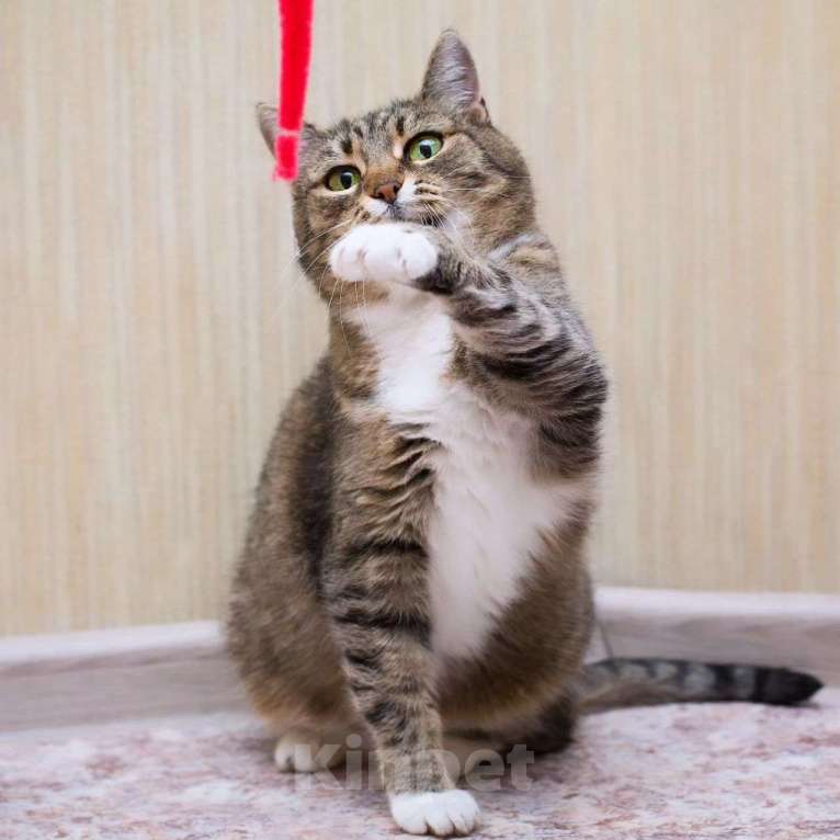 Кошки в Москве: Ласковая кошечка Симона Девочка, Бесплатно - фото 5