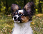 Собаки в Ульяновске: Очаровательные щенки породы Папийон. Орион. Мальчик, 50 000 руб. - фото 2