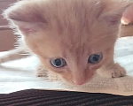 Кошки в Ленинске-Кузнецком: Котенок в добрые руки Мальчик, Бесплатно - фото 4