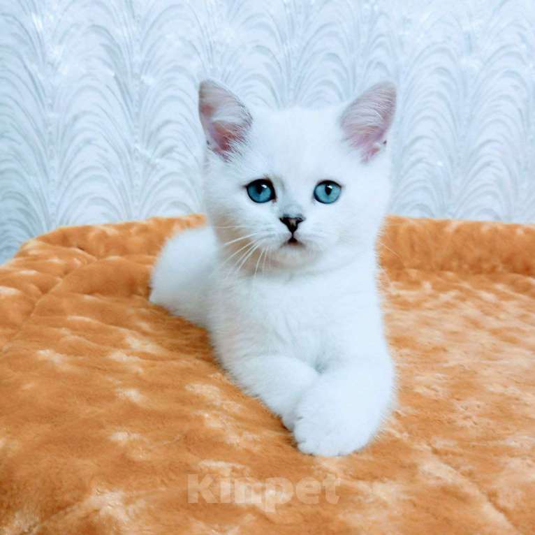 Кошки в Миассе: Ornella Silver Dew Девочка, 35 000 руб. - фото 2