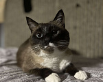 Кошки в Казани: Потерялась кошка Девочка, Бесплатно - фото 1