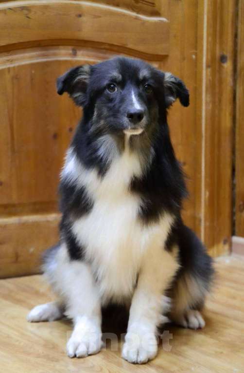 Собаки в Москве: Аусси щенок Австралийская овчарка Мальчик, 25 000 руб. - фото 4