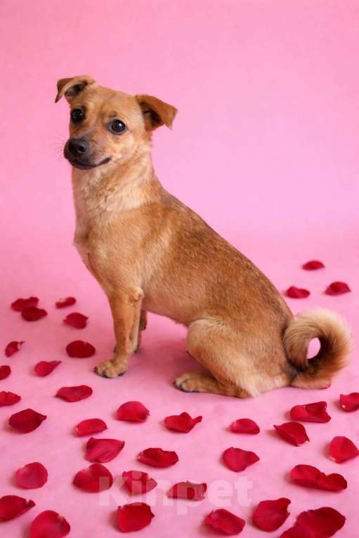 Собаки в Москве: Девочка Нюша ищет дом Девочка, Бесплатно - фото 7