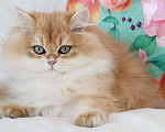 Кошки в Москве: Длинношерстный котенок. Красивый мальчик Мальчик, 100 000 руб. - фото 1
