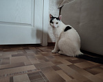 Кошки в Томске: Кот ищет дом Мальчик, Бесплатно - фото 4