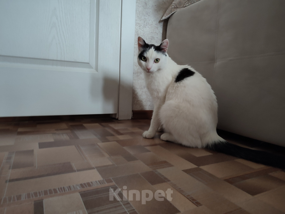 Кошки в Томске: Кот ищет дом Мальчик, Бесплатно - фото 4