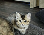 Кошки в Боровске: шотландская короткошерстная прямоухая Девочка, 15 000 руб. - фото 1