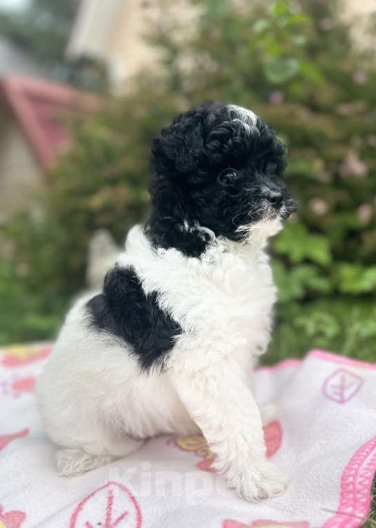 Собаки в Санкт-Петербурге: Девочка Пушон Девочка, 50 000 руб. - фото 4