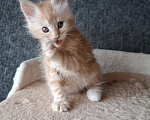 Кошки в Одинцово: Котёнок мейн-кун Девочка, 43 000 руб. - фото 2