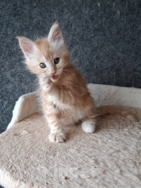 Кошки в Одинцово: Котёнок мейн-кун Девочка, 43 000 руб. - фото 2