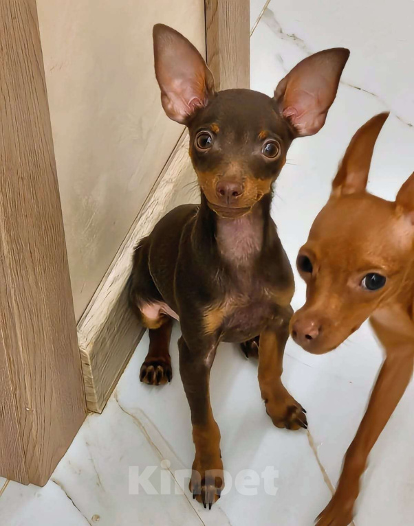 Собаки в Москве: Пражский крысарик Мальчик, Бесплатно - фото 2