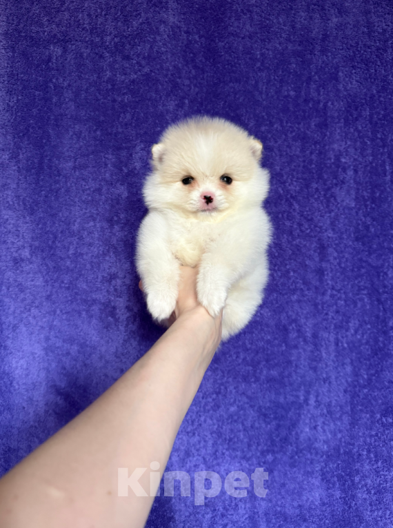 Собаки в Москве: Мальчик Мальчик, 18 000 руб. - фото 1