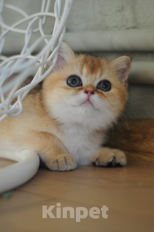 Кошки в Бахчисарае: Шотландский котенок Девочка, 85 000 руб. - фото 4