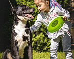 Собаки в Москве: Ромео - Ваш спокойный и добрый друг ❤ Мальчик, Бесплатно - фото 5