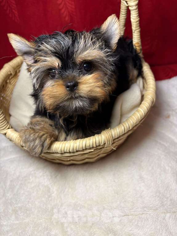 Собаки в Москве: Йоркширский  терьер -  Роскошный  Мальчик Мальчик, 45 000 руб. - фото 2