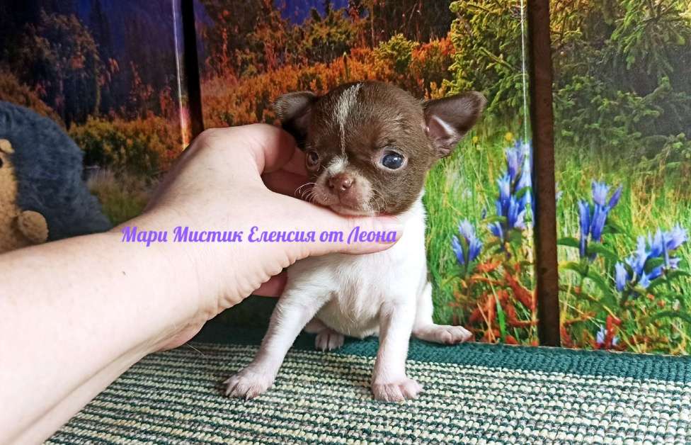 Собаки в Санкт-Петербурге: Еленсия мини и Ева супер мини чихуахуа Девочка, 100 000 руб. - фото 1