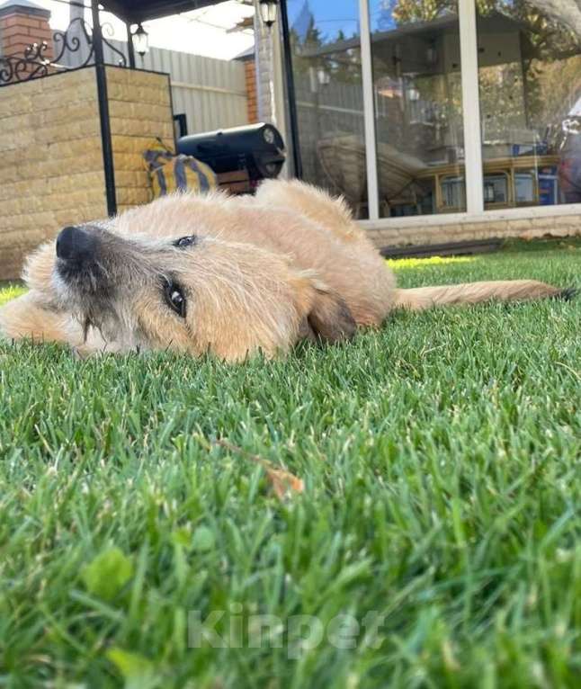 Собаки в Москве: Ника. Ребенком была домашней, а потом выкинули Девочка, 1 руб. - фото 5