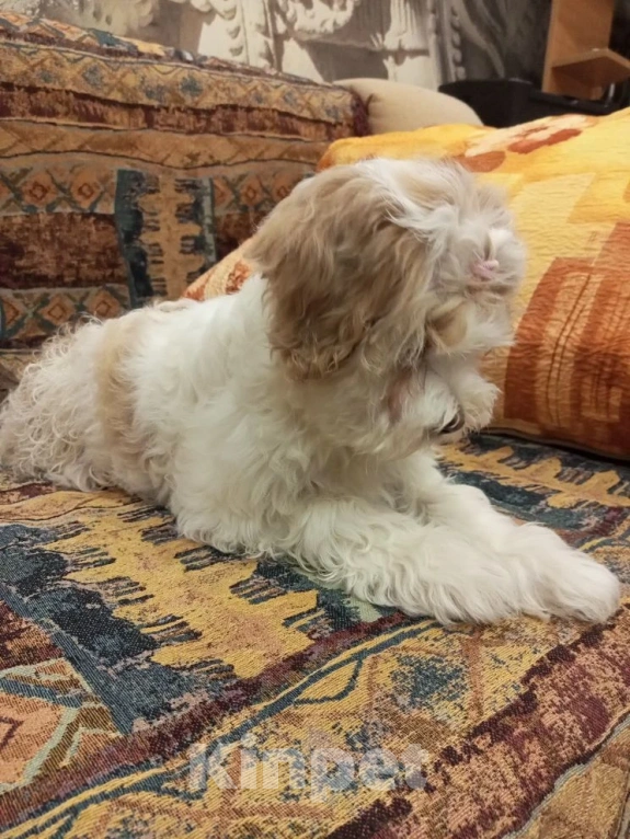 Собаки в Ногинске: Тибетский терьер(щенок 3 месяца)- это домашний тибетский талисман счастья Девочка, 50 000 руб. - фото 5