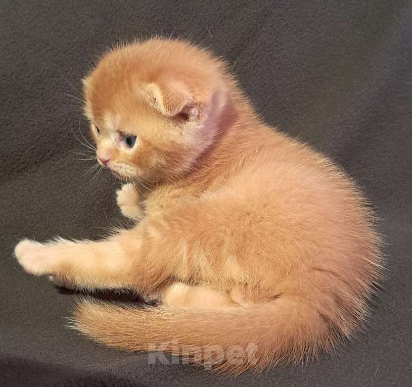 Кошки в Санкт-Петербурге: Шотландский котёнок Мальчик, 50 000 руб. - фото 1